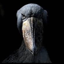 Evil bird