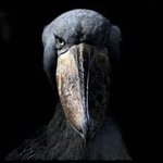 evil bird.jpeg